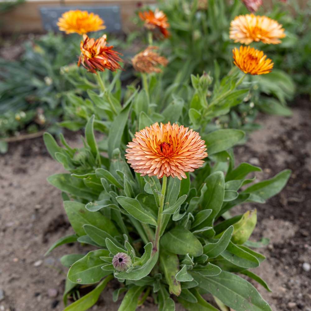 Morgenfrue 'Orange Flash' (frø)